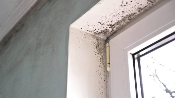 Best White Mold Remediation in Leon, IA