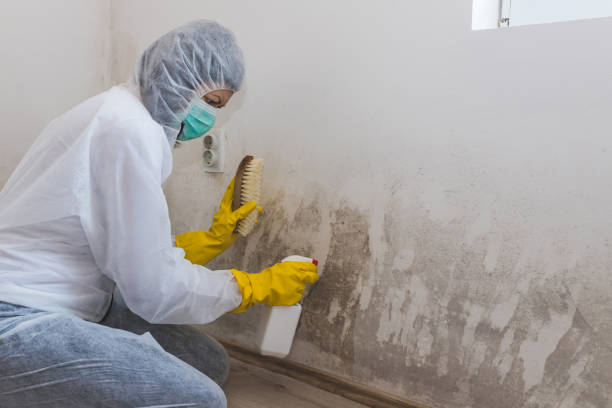 Reliable Leon, IA Mold Remediation Solutions