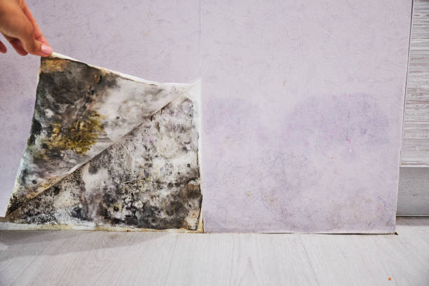 Best Bathroom Mold Remediation in Leon, IA